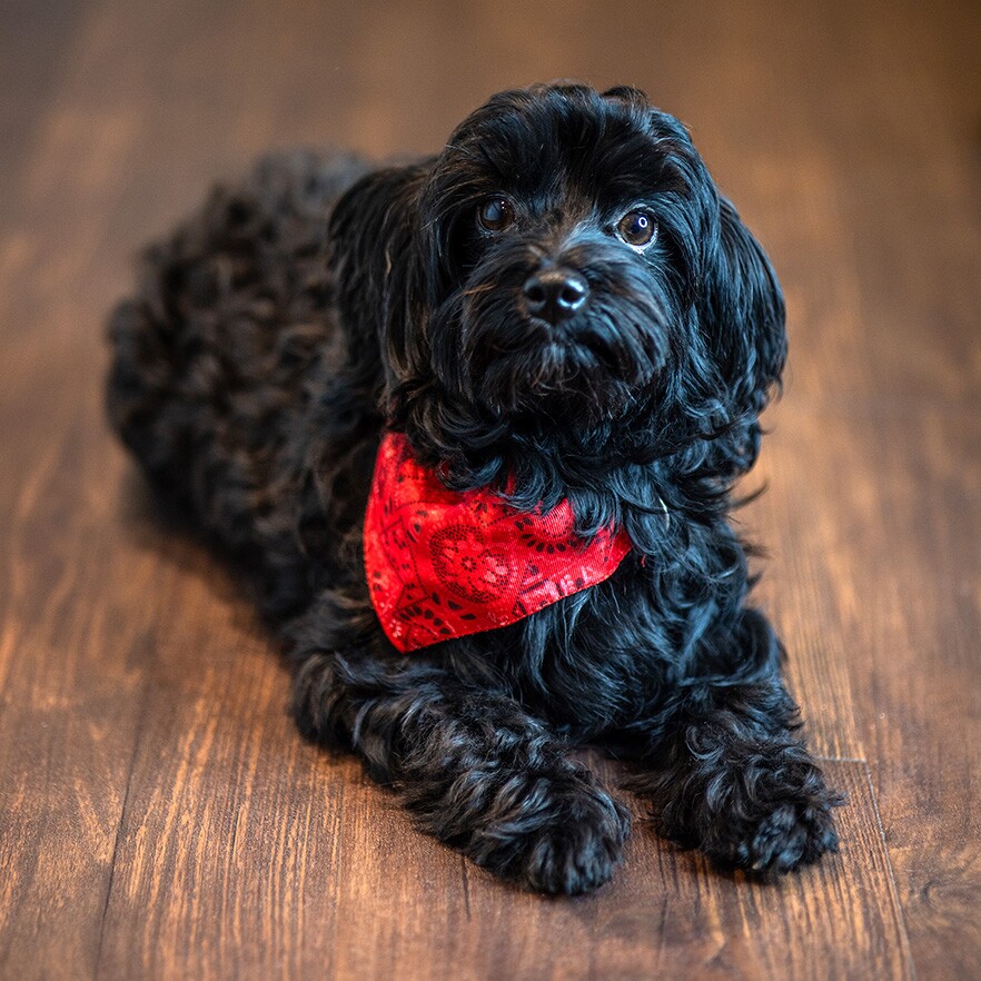 Selbstverständliches